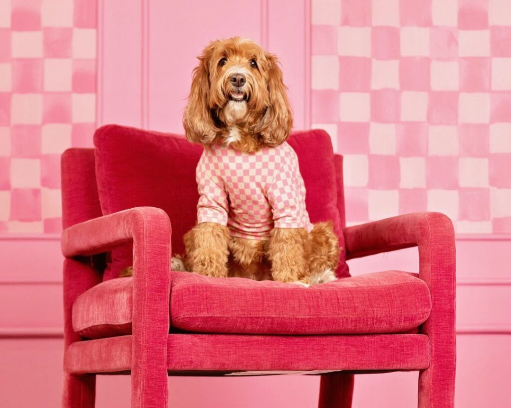Top 3 Pet Photographers in Glasgow | Peerspace