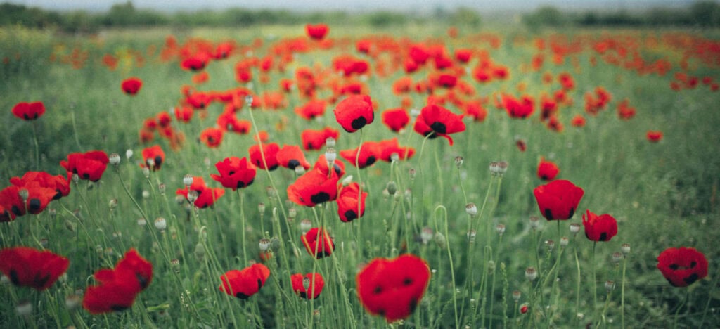 poppies in a field