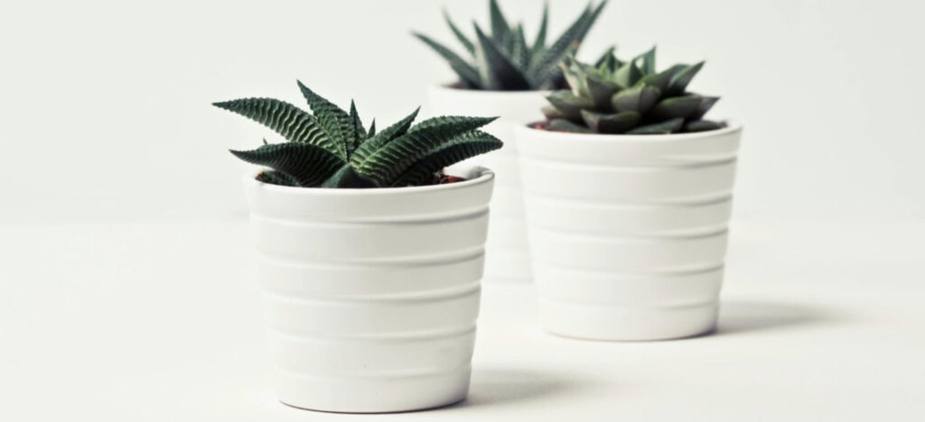 3 succulent plants in white pots