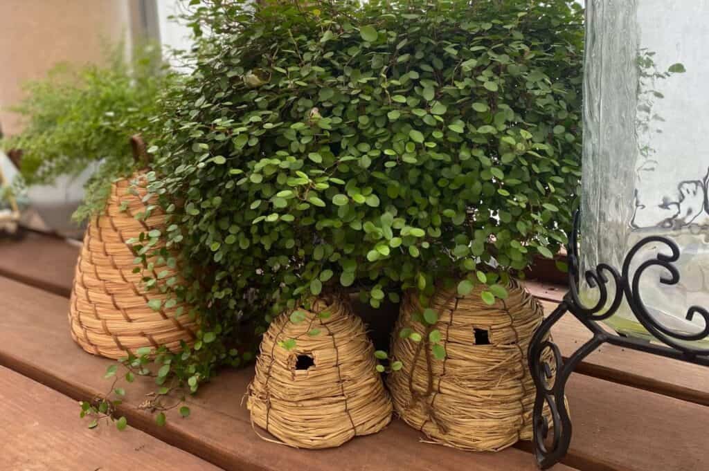 beehive shaped wicker pots with foliage