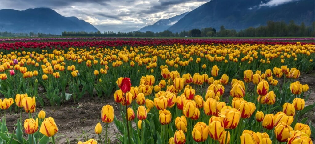 tulip field with mountain backdrop